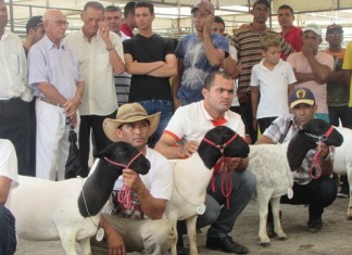 Julgamento de animais movimentou último dia da 7ª Feira da Agricultura Familiar