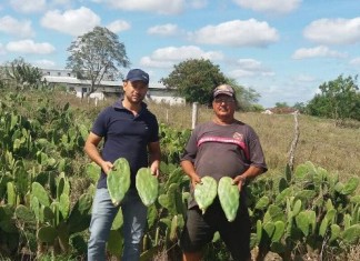 Ação da COOAP garante sustentabilidade do rebanho da Agricultura Familiar