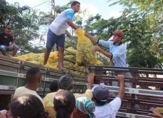FATRES e SINTRAF Coité entregam mudas de palma forrageira a 50 agricultores de Conceição do Coité