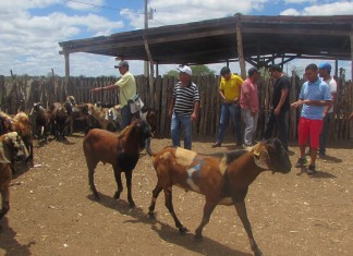 Agricultores da FATRES recebem caprinos de leite através do projeto Vida Melhor