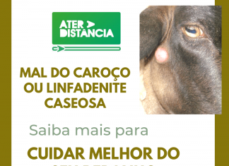 Mal do Caroço ou Linfadenite Caseosa