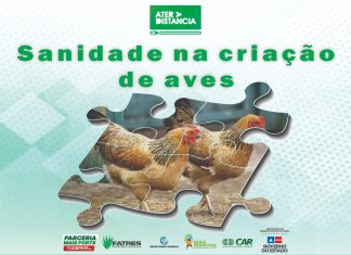 Sanidade na Criação de Aves