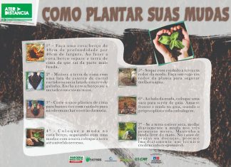 Como plantar suas mudas