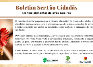 Manejo alimentar de aves caipiras – Boletim SerTão Cidadãs